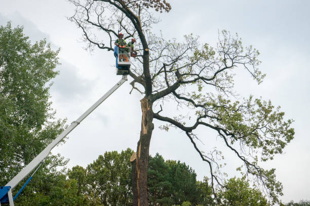 Professional Tree Services in Wright, FL